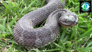 Catching the Northern Water Snake [upl. by Pampuch]