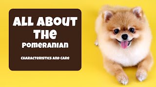 Pomeranian 101  Characteristics and Care pomeranian dog doglover [upl. by Peregrine]