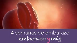 4 semanas de embarazo  Primer mes  EMBARAZOYMAS [upl. by Nodnerb]