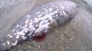 Cuviers Beaked Whale [upl. by Sweet80]