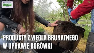 Produkty z węgla brunatnego w uprawie borówki [upl. by Phipps]