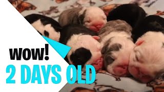 Beautiful 2 Days old English Bulldog Puppies  First Class Bulldogs [upl. by Gaidano]