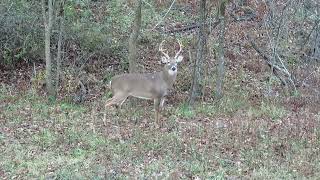 Nice 10 point buck at 15 yards [upl. by Yelyac]