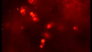 Playing with AO fluorescence [upl. by Hy]