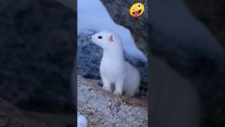 stoat animal what do they eat 🤯 shorts animals facts youtubeshorts [upl. by Duarte]