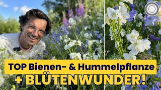 Schönste amp längste Blüte für BIENE HUMMEL amp SCHMETTERLING  Polemonium caeruleum Himmelsleiter [upl. by Raddie219]