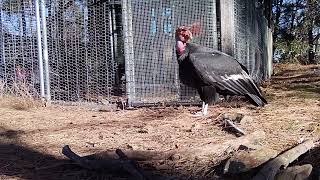 Zooreared Condors Take First Wild Flight In California [upl. by Zed]