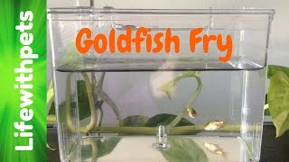 Goldfish Fry From Birth to 4 weeks [upl. by Arrais]