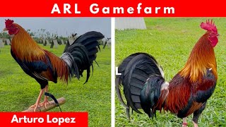 LETS GO TO BEAUTIFUL ARL GAMEFARM [upl. by Swithbert991]