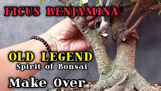 KEMBALI NOL Bahan Bonsai Ficus Bejamina [upl. by Gino722]