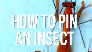 How to Pin an Insect [upl. by Nekciv]