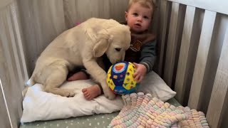 Adorable Baby Woken Up By New Golden Retriever Puppy So Confused [upl. by Cass818]