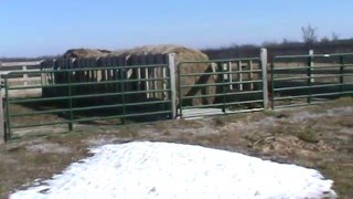 Cattle Winter Feeding Structure [upl. by Ainel]