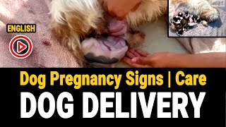 Dog giving birth for the first time  dog delivery video in English  shih tzu giving birth shihtzu [upl. by Nirac]