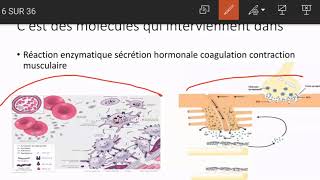 metabolisme phosphocalcique [upl. by Nada]