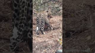 Leopard skilled hunter  wildlife [upl. by Donohue956]