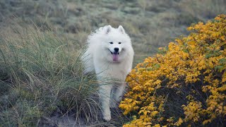 Enjoy Socializing with Your Samoyed at the Park [upl. by Anaujat]