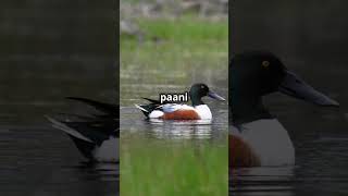 Northern Shoveler the story of the amazing bird natureeducation birdslover birdswatching shorts [upl. by Baryram502]