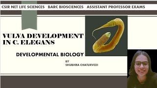 Vulva Development in C elegans  CSIR NET Life Science Developmental Biology  Assistant Professor [upl. by Icken618]