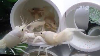 White Procambarus Clarkii FEEDING FRENZY [upl. by Schmidt]