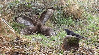 Common buzzards fighting for food 227  Raven hide food 000 and come back 355 [upl. by Langelo]