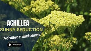 Sunny Seduction Yarrow  Achillea Millefolium  TinyLeaf [upl. by Alva971]