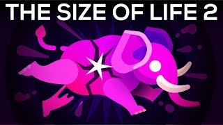 How to Make an Elephant Explode – The Size of Life 2 [upl. by Adnopoz]