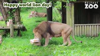 Belfast Zoo Barbary lions enjoy World Lion Day enrichment activity [upl. by Enitselec]