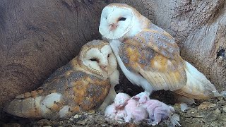 Barn Owl Dad so Devoted as Chicks Hatch  Gylfie amp Finn  Robert E Fuller [upl. by Dorfman998]