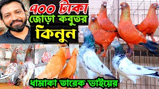 সবচেয়ে কম দামে কবুতর কিনুন  চিলা গিরিবাজ গররা কবুতর ইন্ডিয়ান কবুতর  তারেক ভাইয়ের [upl. by Acissej391]