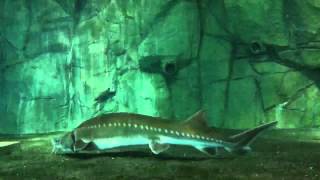 Chinese Sturgeon Acipenser sinensis [upl. by Krock]