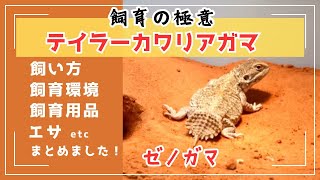 【必見】テイラーカワリアガマ（ゼノガマ） 飼い方・飼育用品・飼育環境・エサについてまとめました [upl. by Joy34]