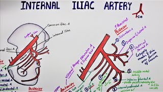 Internal Iliac Artery  Hypogastric Artery [upl. by Enneyehs]