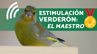 🎶CANTO ESTIMULADOR PARA VERDERON ¡Hace que el VERDERON cante sin interrupción 20 minutos MAESTRO [upl. by Jazmin169]