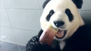 Adorable Panda Eating Bamboo [upl. by Ardolino]