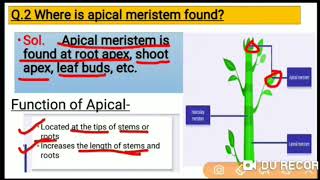 2 Where is apical meristem found [upl. by Nednarb]