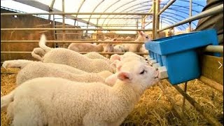 Amazing Modern Automatic Sheep Farming Technology  Fastest Shearing Cleaning and Milking Machines [upl. by Zehc]