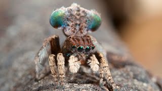 Peacock Spider 3 Maratus vespertilio [upl. by Aerdnaxela127]