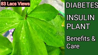 Diabetes Insulin plant  इंसुलिन का पौधा  sugar control plant  medicina plant  costus igneous [upl. by Arahs]