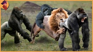 15 Gorillas And Chimps Battling Each Other And Other Animals [upl. by Idnahk]