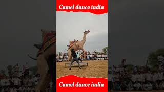 camel dance india most viral camel dance ever in history [upl. by Caroline]