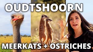 Meerkat and Ostrich Safari in Africa  What to do in Oudtshoorn South Africa and surroundings [upl. by Sachiko305]