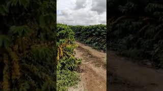 Brazil coffee plantation [upl. by Redmond]