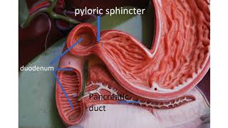 Medical terms 11 Gastrointestinal system [upl. by Kath806]