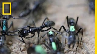 SelfSacrificing Ants Refuse Treatment of Their Wounds  National Geographic [upl. by Anelad]