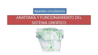 Anatomía y funcionamiento del sistema circulatorio linfático [upl. by Ostler]