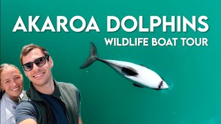 New Zealand VLOG  Finding the Worlds Smallest Dolphin  Akaroa Dolphins Boat Cruise [upl. by Rihsab]