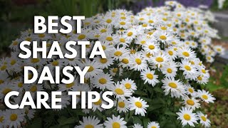 Shasta Daisy Lovers Grow Bigger Healthier Plants with These Shasta Daisy Care Tips 🌼garden [upl. by Sisi243]