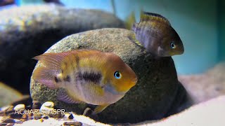 Amatitlania sajica pair The Tbar cichlid  AcuaristasPR [upl. by Nwahsar]