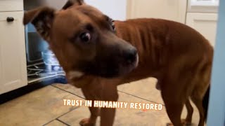 Abandoned Grieving Dog Needs A New Home 😢  PAWSOME PETS [upl. by Phonsa762]